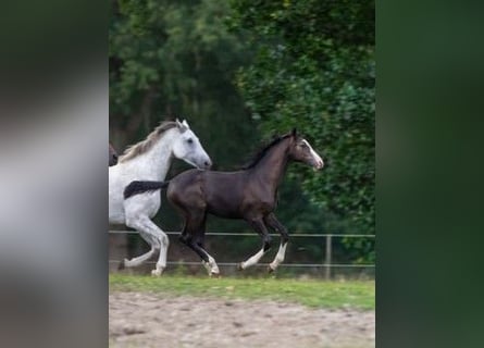 Caballo de Holstein, Yegua, Potro (03/2026), Musgo