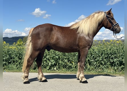 Caballo de la Selva Negra, Caballo castrado, 3 años, 155 cm, Alazán-tostado
