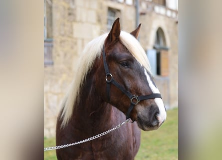 Caballo de la Selva Negra, Caballo castrado, 3 años, Alazán-tostado