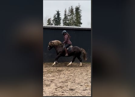 Caballo de la Selva Negra, Caballo castrado, 4 años, 143 cm, Alazán-tostado