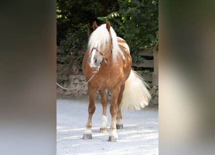 Caballo de la Selva Negra, Caballo castrado, 4 años, 153 cm, Alazán-tostado