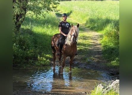 Caballo de la Selva Negra, Caballo castrado, 6 años, 160 cm, Alazán