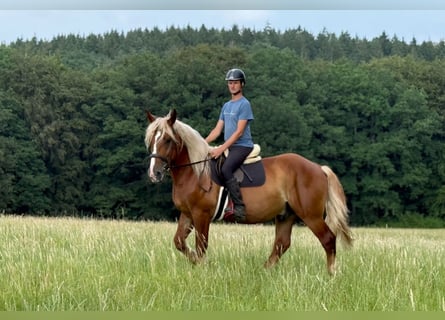 Caballo de la Selva Negra Mestizo, Caballo castrado, 6 años, 160 cm, Alazán