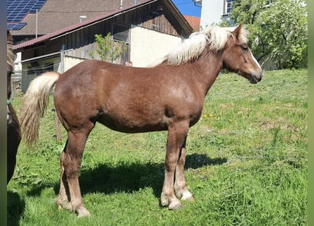 Caballo de la Selva Negra, Yegua, 1 año, Alazán-tostado