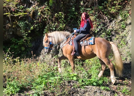 Caballo de la Selva Negra Mestizo, Yegua, 4 años, 153 cm, Alazán