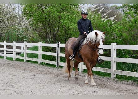 Caballo de la Selva Negra, Yegua, 4 años, 158 cm, Alazán-tostado