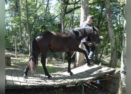 Caballo de Merens, Caballo castrado, 3 años, Negro