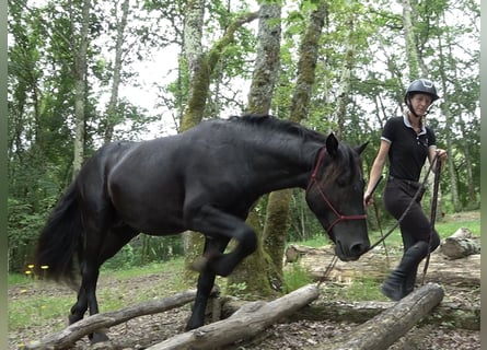 Caballo de Merens, Caballo castrado, 4 años, 150 cm, Negro