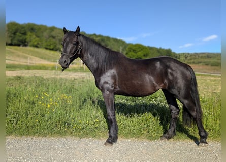 Caballo de Merens, Yegua, 3 años, Negro