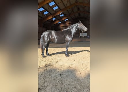 Caballo de Merens, Yegua, 6 años, 152 cm, Negro