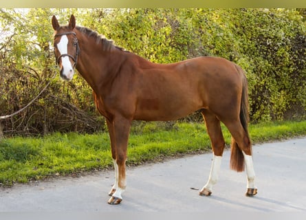 Caballo de salto Oldenburgo, Caballo castrado, 10 años, 170 cm, Alazán