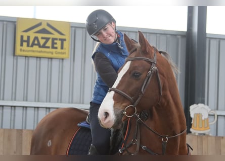 Caballo de salto Oldenburgo, Caballo castrado, 10 años, 170 cm, Alazán