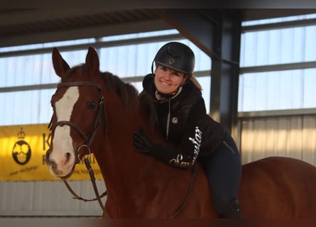 Caballo de salto Oldenburgo, Caballo castrado, 11 años, 170 cm, Alazán