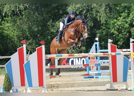 Caballo de salto Oldenburgo, Caballo castrado, 11 años, 172 cm, Castaño