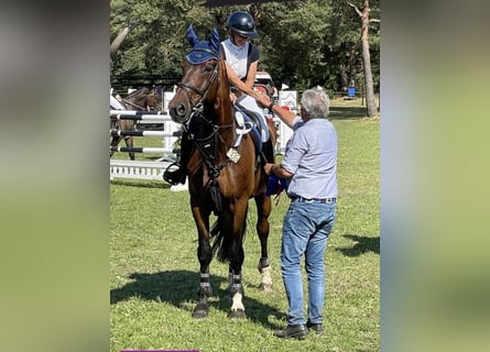 Caballo de salto Oldenburgo, Caballo castrado, 14 años, 176 cm, Castaño