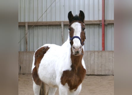 Caballo de salto Oldenburgo, Caballo castrado, 18 años, 160 cm, Pío