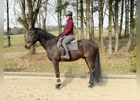 Caballo de salto Oldenburgo, Caballo castrado, 18 años, 174 cm, Castaño oscuro
