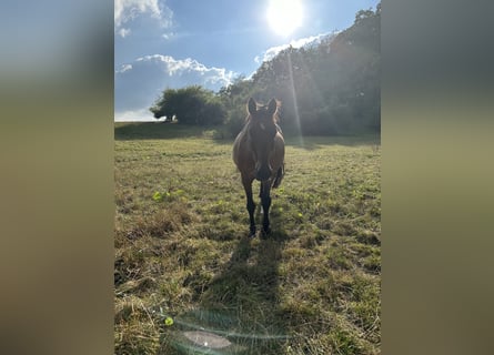 Caballo de salto Oldenburgo, Caballo castrado, 19 años, 163 cm, Castaño