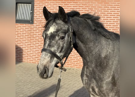 Caballo de salto Oldenburgo, Caballo castrado, 2 años, 158 cm, Tordo