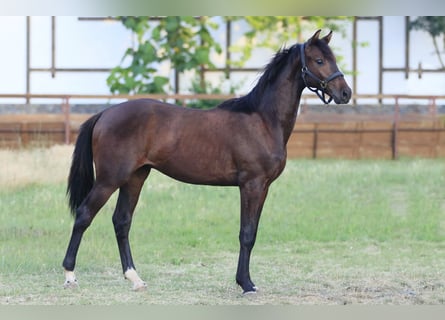 Caballo de salto Oldenburgo, Caballo castrado, 2 años, 160 cm, Castaño oscuro