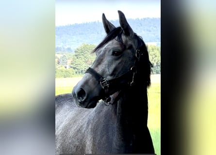 Caballo de salto Oldenburgo, Caballo castrado, 2 años, 168 cm, Tordo