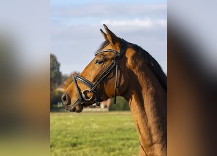 Caballo de salto Oldenburgo, Caballo castrado, 3 años, 168 cm, Castaño