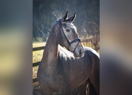 Caballo de salto Oldenburgo, Caballo castrado, 3 años, 172 cm, Tordo