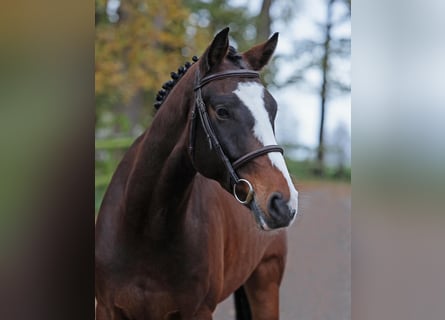 Caballo de salto Oldenburgo, Caballo castrado, 4 años, 162 cm, Castaño