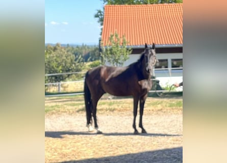 Caballo de salto Oldenburgo, Caballo castrado, 4 años, 164 cm, Negro