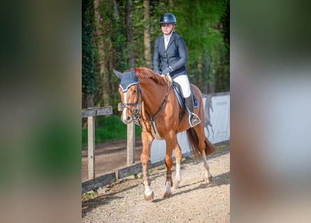 Caballo de salto Oldenburgo, Caballo castrado, 4 años, 165 cm, Alazán