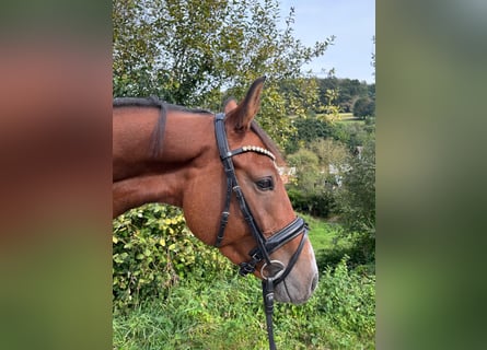 Caballo de salto Oldenburgo, Caballo castrado, 4 años, 167 cm, Castaño