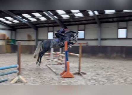 Caballo de salto Oldenburgo, Caballo castrado, 4 años, 167 cm, Tordo rodado