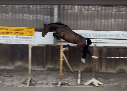 Caballo de salto Oldenburgo, Caballo castrado, 4 años, 168 cm, Castaño oscuro