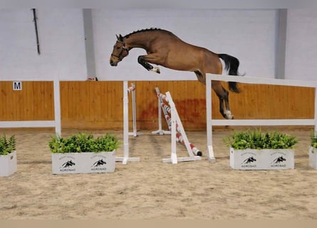 Caballo de salto Oldenburgo, Caballo castrado, 4 años, 168 cm, Castaño rojizo