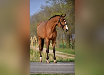 Caballo de salto Oldenburgo, Caballo castrado, 4 años, 169 cm, Castaño