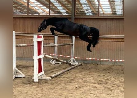 Caballo de salto Oldenburgo, Caballo castrado, 4 años, 170 cm, Castaño oscuro