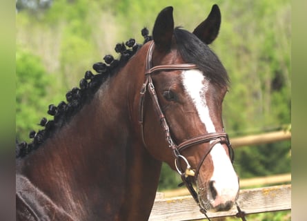 Caballo de salto Oldenburgo, Caballo castrado, 4 años, 170 cm, Castaño oscuro