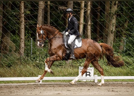 Caballo de salto Oldenburgo, Caballo castrado, 4 años, 174 cm, Alazán