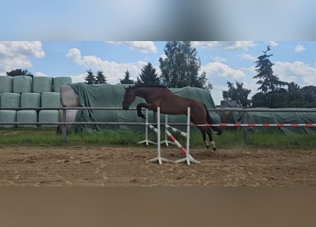 Caballo de salto Oldenburgo, Caballo castrado, 4 años, 179 cm, Castaño