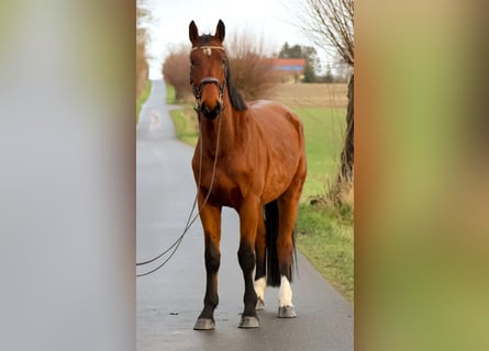 Caballo de salto Oldenburgo, Caballo castrado, 4 años, 179 cm, Castaño