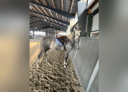 Caballo de salto Oldenburgo, Caballo castrado, 5 años, 160 cm