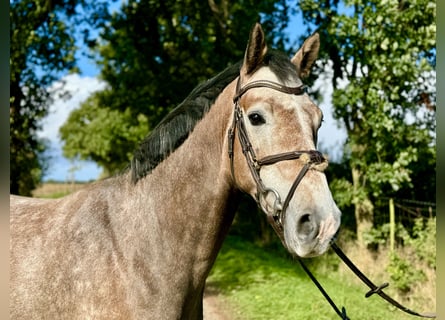 Caballo de salto Oldenburgo, Caballo castrado, 5 años, 160 cm, Musgo marrón