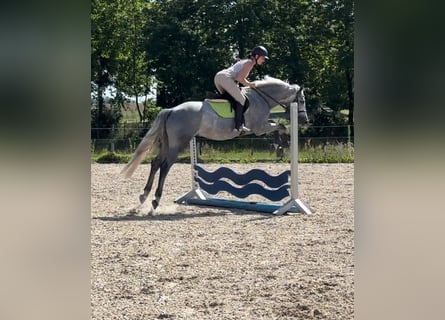Caballo de salto Oldenburgo, Caballo castrado, 5 años, 160 cm, Tordo