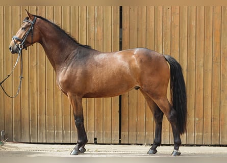 Caballo de salto Oldenburgo, Caballo castrado, 5 años, 163 cm, Castaño