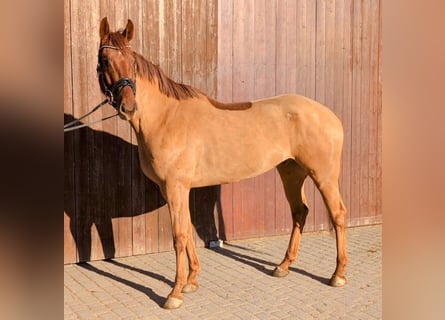 Caballo de salto Oldenburgo, Caballo castrado, 5 años, 165 cm, Alazán