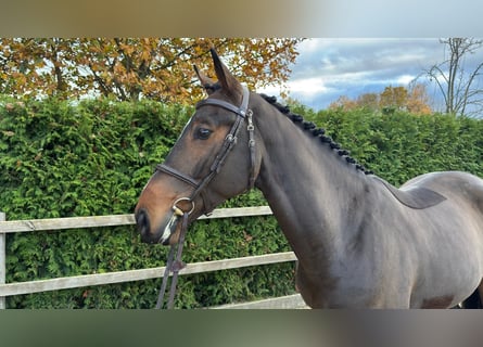 Caballo de salto Oldenburgo, Caballo castrado, 5 años, 167 cm, Castaño