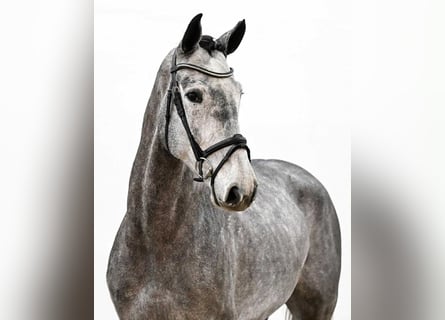 Caballo de salto Oldenburgo, Caballo castrado, 5 años, 167 cm, Tordo