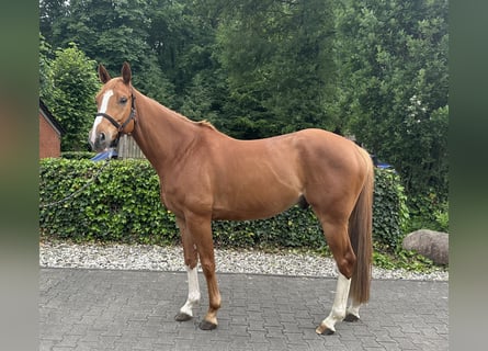 Caballo de salto Oldenburgo, Caballo castrado, 5 años, 168 cm, Alazán