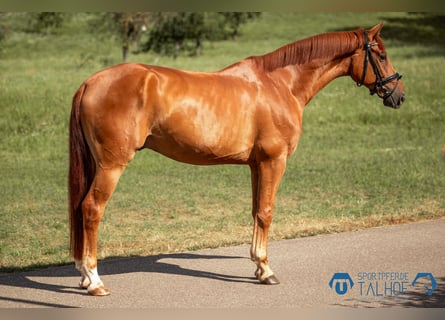 Caballo de salto Oldenburgo, Caballo castrado, 5 años, 168 cm