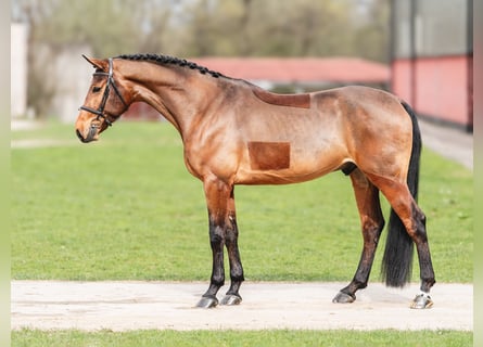 Caballo de salto Oldenburgo, Caballo castrado, 5 años, 168 cm, Castaño rojizo